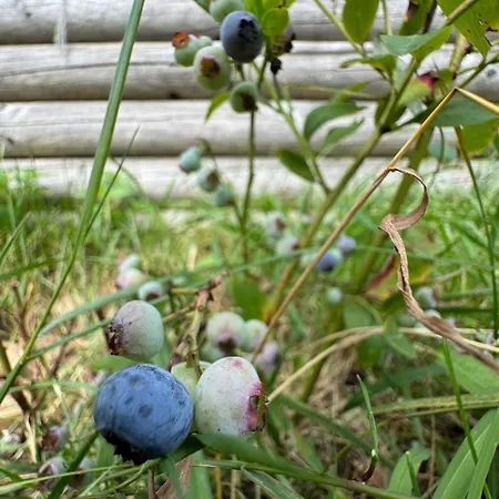 Berg Welt Im Erzgebirge 마리엔스베르크